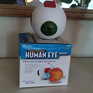 Cross Section Human Eye Model.